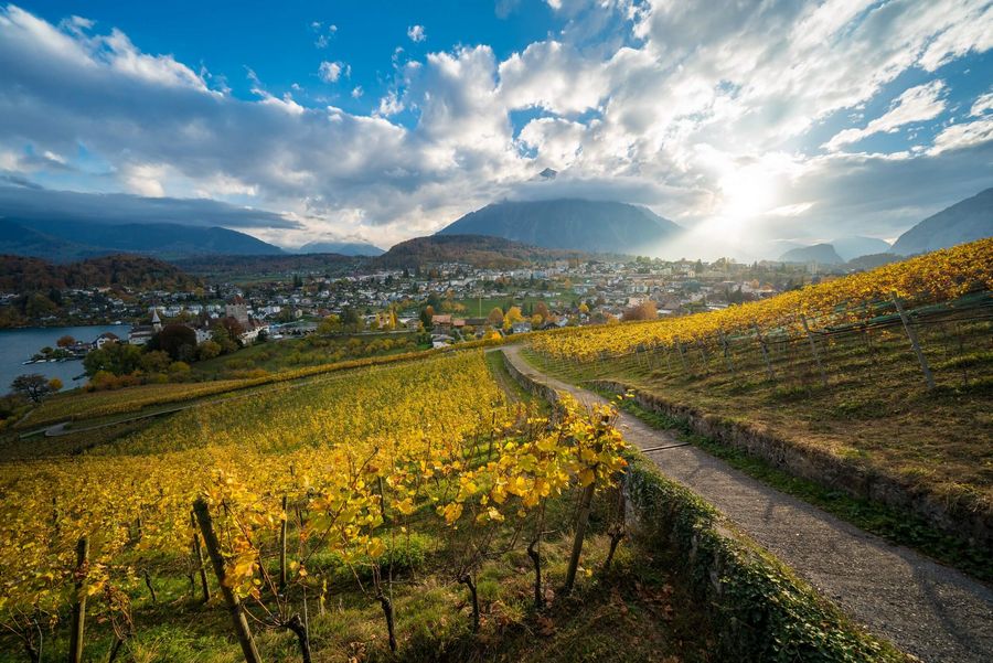 Bunt verfärbte Weinreben im Spiezer Rebberg erstrahlen im goldenen Herbstlicht